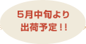 5月中旬より出荷予定