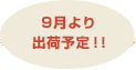 9月より出荷予定