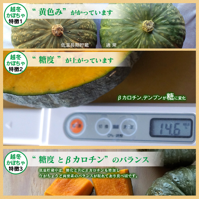 糖度11 14度 十勝産越冬かぼちゃ 5kg 麦感祭にしなか農家組 糖度11 14度 十勝産越冬かぼちゃ 5kg 麦感祭にしなか農家組
